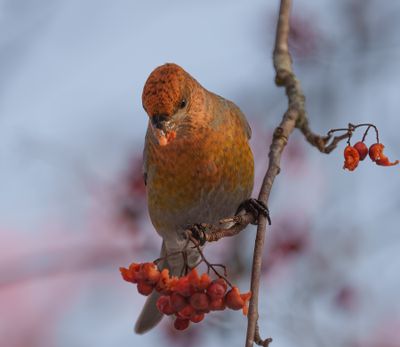 Pine Grosbeak