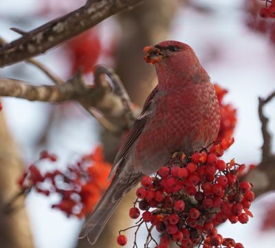 Common birds in Sweden