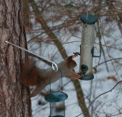 Eurasian red squirrel