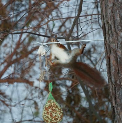 Eurasian red squirrel
