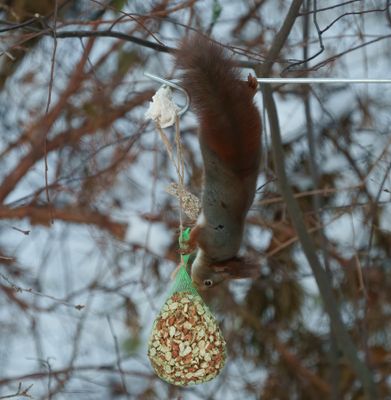 Eurasian red squirrel
