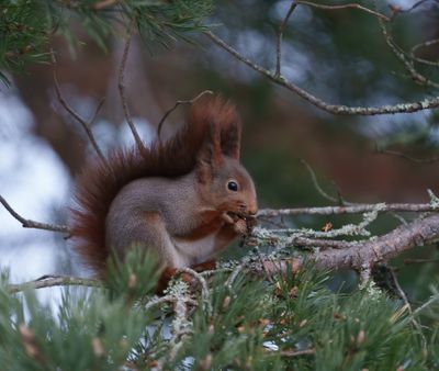 Mammals in Sweden