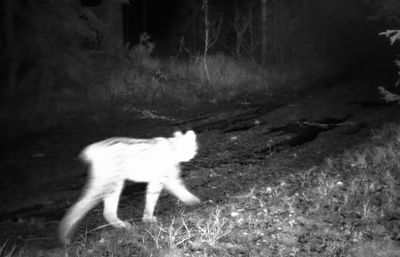 Mammals in Sweden