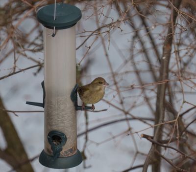 European Greenfinch