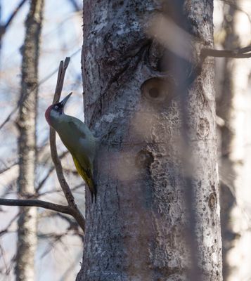 European Green Woodpecker
