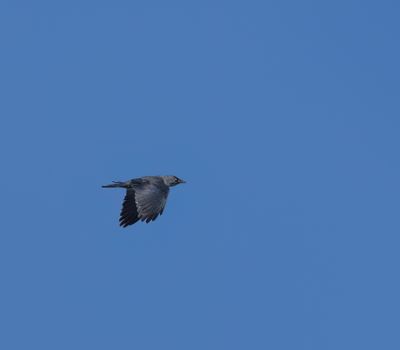 Western Jackdaw