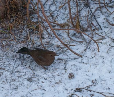 Common Blackbird