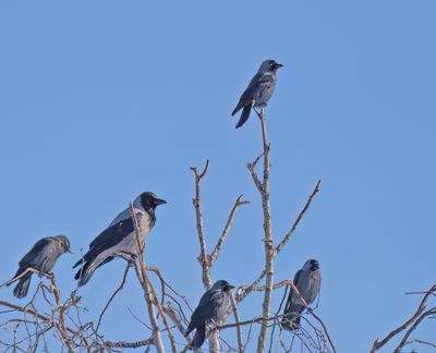 Western Jackdaw,Carrion Crow