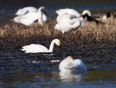 Tundra Swan