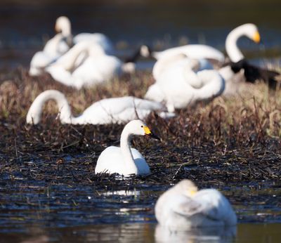Tundra Swan