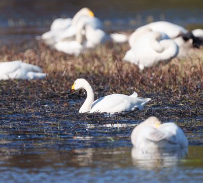 Tundra Swan