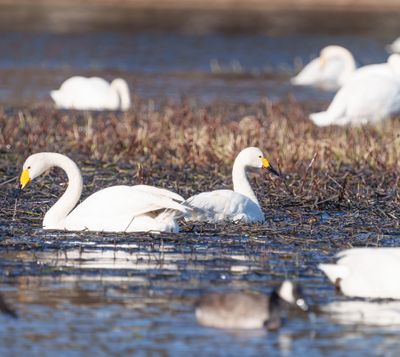 Tundra Swan
