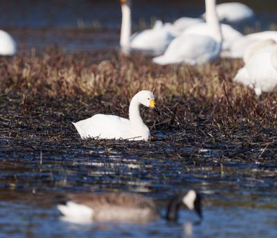 Tundra Swan