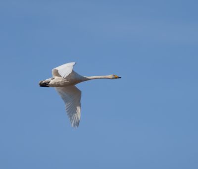 Whooper Swan