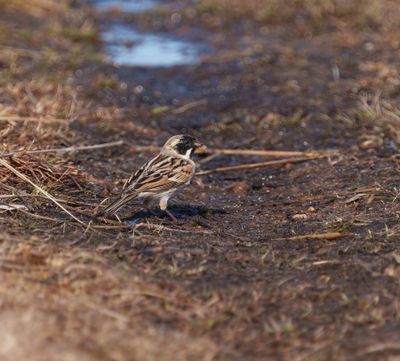 Common Reed Bunting