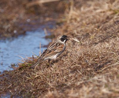 Common Reed Bunting