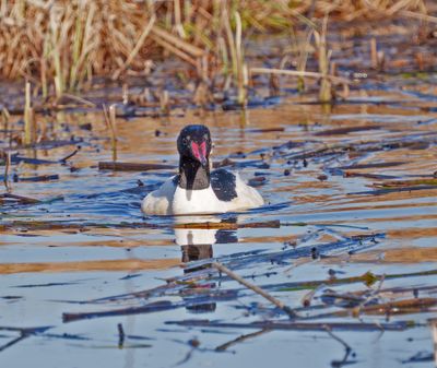 Goosander
