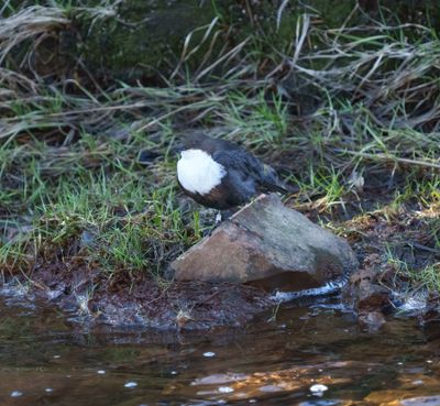 White-throated Dipper