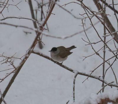 Blackcap