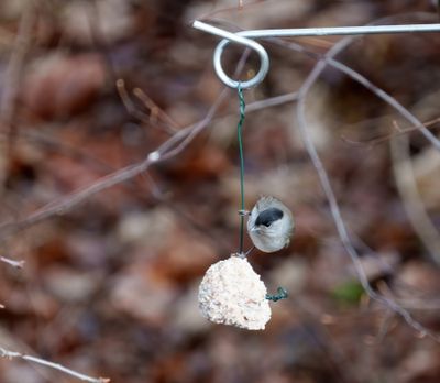 Blackcap