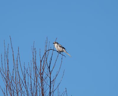 Great Grey Shrike