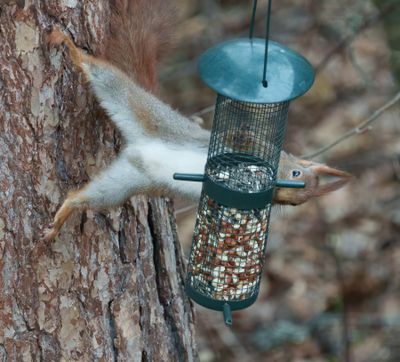 Eurasian red squirrel