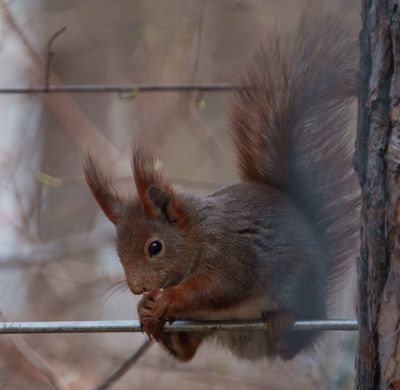 Eurasian red squirrel