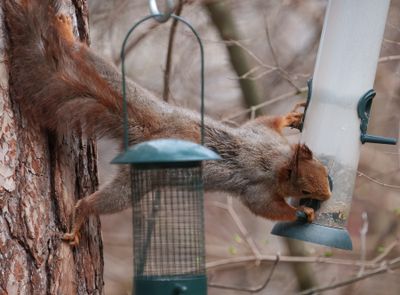 Eurasian red squirrel