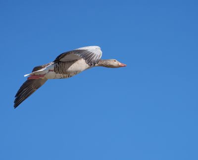 Greylag Goose