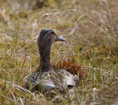 Mallard