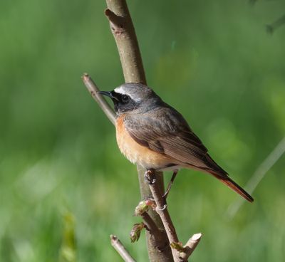 Common Redstart