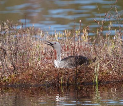 Red-throated Diver