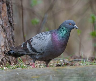 Rock Dove