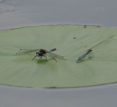 Pudrad kärrtrollslända,större rödögonflickslända