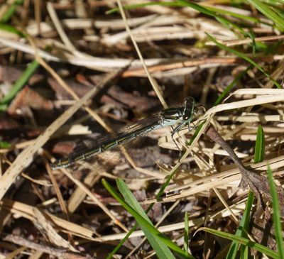 Dragonflies in Sweden