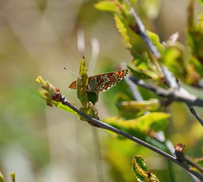 Butterflies in Sweden