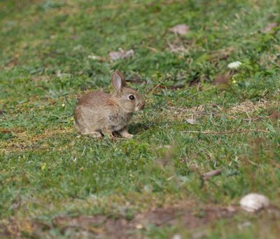 Rabbit