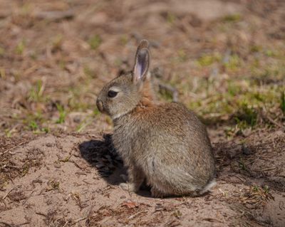 Rabbit