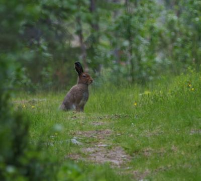 Mammals in Sweden
