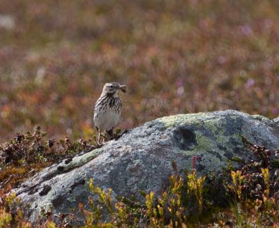 Meadow Pipit