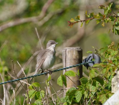 Lesser Whitethroat