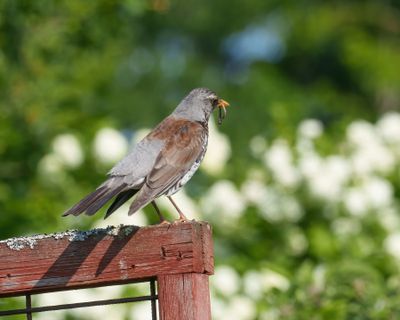 Fieldfare