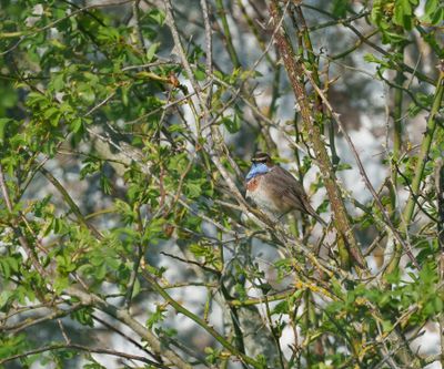 Bluethroat