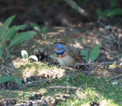 Bluethroat