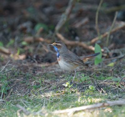Bluethroat
