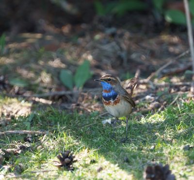Bluethroat