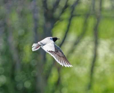 Little Gull