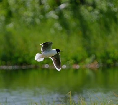 Little Gull