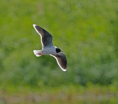 Little Gull