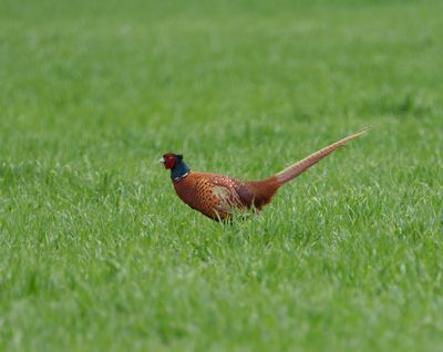 Common Pheasant